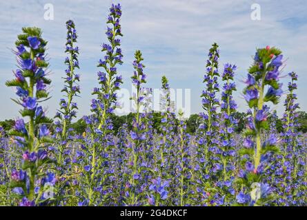 Dubrow, Deutschland. Juni 2021. Die Gemeine Viper-Blütenpracht (Echium vulgare) blüht in großer Zahl auf einer Wiese. Die Pflanzenart aus der Gattung Viper's bugloss (Echium) wird im Volksmund als 'Blue Henry' bezeichnet. Die Blüten wechseln ihre Farbe von rot zu blau. Quelle: Patrick Pleul/dpa-Zentralbild/ZB/dpa/Alamy Live News Stockfoto