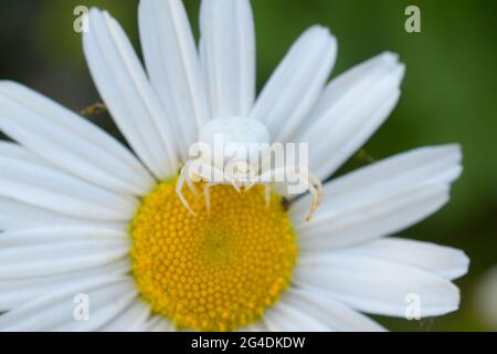 Eine weiße Blütenkrabbenspinne (Misumena vatia), die auf einer Oxeye-Gänseblümchen (Leucanthemum vulgare) jagt und auf Beute wartet, um zu landen, in Sussex, England, Großbritannien Stockfoto