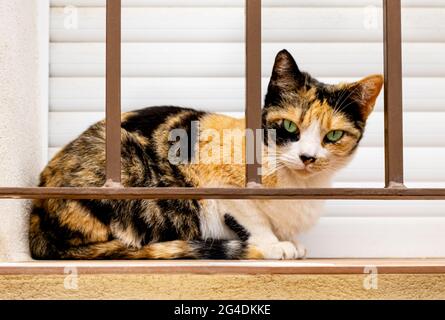 Heimische kurzhaarige Tricolor-Calico-Katze mit grünen Augen in weißen, schwarzen und orangen Flecken auf Fell, die auf der Fensterbank hinter Sicherheitsriegeln in Spanien sitzt Stockfoto