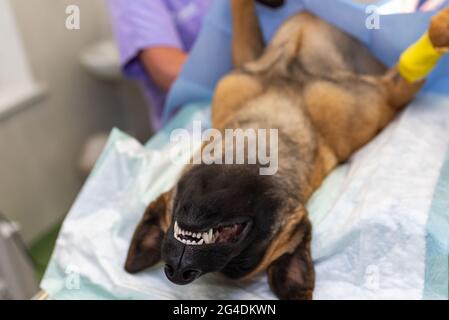 Hund unter Narkose während der Operation in einer Tierarztklinik.Deutscher Schäferhund ist betäubt. Veterinärkonzept.Nahaufnahme. Stockfoto