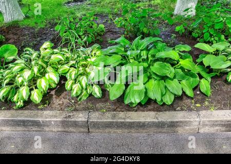 Hosta undulata Mediovariegata Smaragd mit welligen, weiß-grünen, bunten Blättern und Нosta plantaginea - ornamentale, schattentolerante Pflanze für die Landschaft Stockfoto