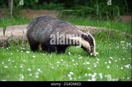 Ein europäischer Dachs (Meles meles), der an einem Sommerabend in Sussex, England, Großbritannien, unter dem Garten der Gänseblümchen auf Nahrungssuche ist. Stockfoto