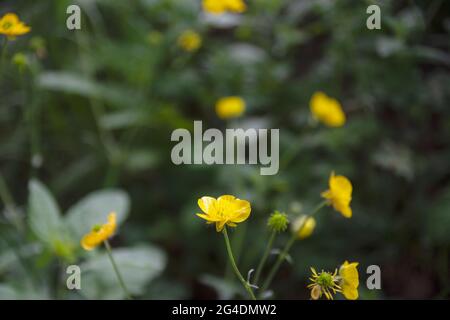 Wilde Blumen in Bolu, Abant Nationalpark. Wiese Butterblume, hoch. Selektive Fokusblume Stockfoto