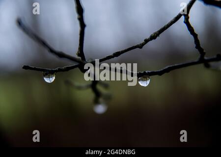 Baum Äste mit Regentropfen. Baum Äste mit Regentropfen Stockfoto