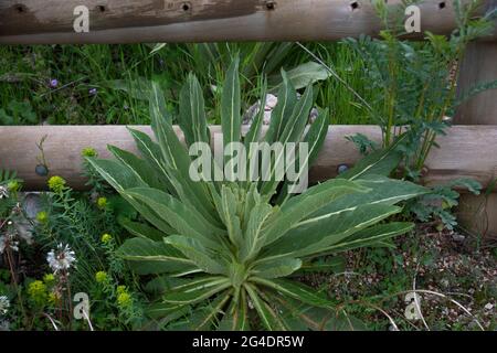 Verbascum thapsus, die große Königskerze. Es ist eine haarige zweijährige Pflanze, die bis zu 2 m hoch oder mehr werden kann. Seine kleinen, gelben Blüten sind dicht gruppiert Stockfoto