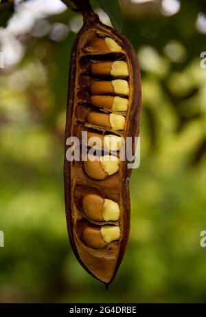 Sehr große (30 cm) offene Samenschote des Goldenen Duschbaums (Pudding-Pipe-Baum, indisches Laburnum, reinigende Cassia, Cassia-Fistel). Winter, Qld, Australien. Stockfoto