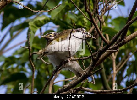 Zwei junge, blau gesichtige Honigfresser, Entomyzon cyanotis, thront auf einem Ast von Bäumen im Garten, Tamborine Mountain, Australien. Sonniger Frühlingstag. Stockfoto