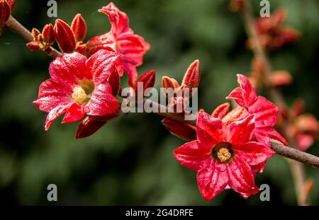 Tiefrosa Blüte eines blattlosen Lacebink-Baumes (Queensland Lacebink, Brachychiton-Verfärbung) im subtropischen Regenwald im Tiefland, Queensland, Australien. Stockfoto