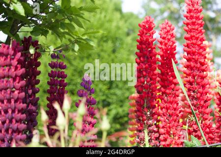 Große Lupinen im Garten. Stockfoto