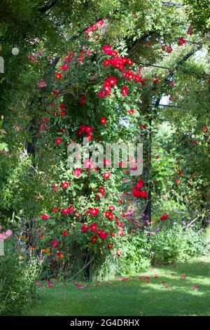 Sommer blühende Lupinen im Garten Stockfoto