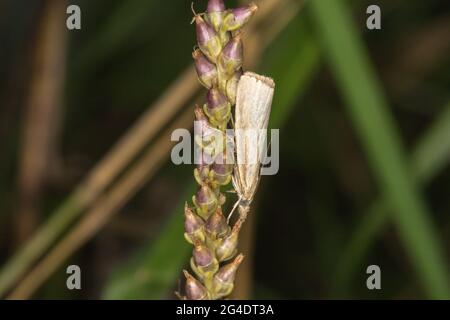 Ein satiniertes Grasfurnier auf einem Grasstock Stockfoto