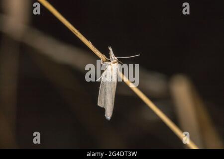 Ein satiniertes Grasfurnier auf einem Grasstock Stockfoto