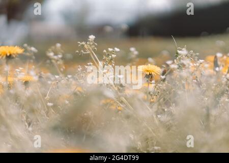 Frühlingsgrünes Feld mit gelben Dandelionen an einem sonnigen Tag. Langes, horizontales Banner mit Platz zum Kopieren Stockfoto