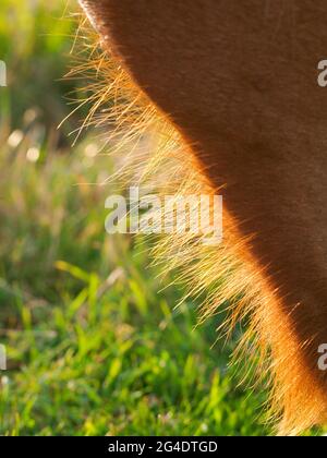 Nahaufnahme eines weidenden Suffolk Punches Stockfoto