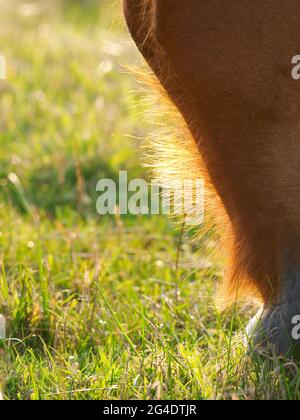 Nahaufnahme eines weidenden Suffolk Punches Stockfoto