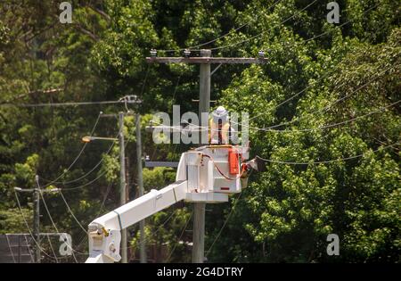 Linienmann im Cherry-Picker, der an einem obenliegenden elektrischen Stromkabel und einer Stange am Straßenrand arbeitet, die neben Bäumen liegt. Queensland, Australien. Sonniger Tag. Stockfoto