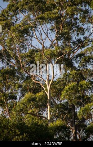 Reifer Eucalyptus grandis (überfluteter Kaugummi, Rosengummi), im subtropischen Regenwald auf dem Tamborine Mountain, Australien.Grüne Blätter vor blauem Sommerhimmel. Stockfoto