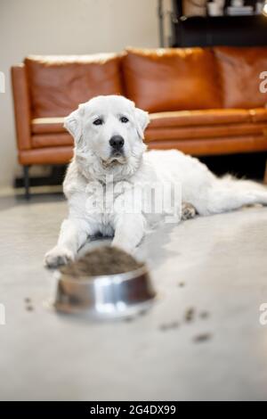 Hund mit trockenem Futter zu Hause Stockfoto