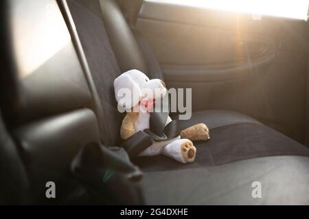 small teddy bear protected with safety belt in car, vehicle accident security Stock Photo