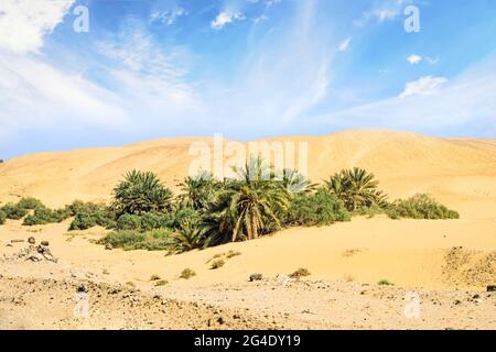 Palme in der Wüste mit Sanddünen und blau bewölktem Himmel. Eine Oase inmitten einer trockenen Wüste. Wunderschöne Wüstenlandschaft Stockfoto