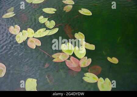 Seerose (Nymphaea) Blätter und Schilf auf stille Wasseroberfläche im Abant Lake Nationalpark. Yedigöller Bolu Türkei Stockfoto