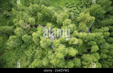 Fluss im grünen Reservat von Wald Luftdrohne toip Ansicht Stockfoto