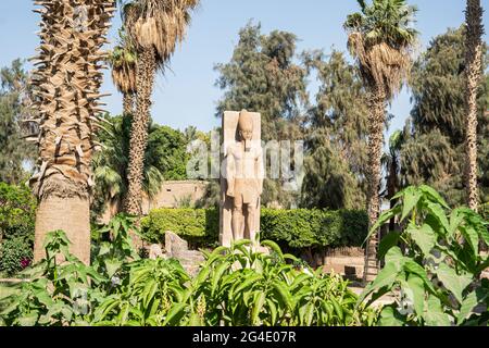 Stehende Statue von Ramses II auf dem Hintergrund von grünen Palmen im Freilichtmuseum von Memphis, Ägypten Stockfoto