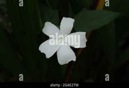 Nahaufnahme einer weißen, fünfblättrigen Wildblume vor dunklem Hintergrund Stockfoto