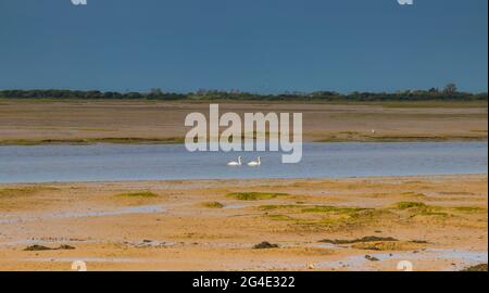 Schwäne im Pagham Harbour in der Nähe von Bognor Regis, West Sussex, Großbritannien Stockfoto