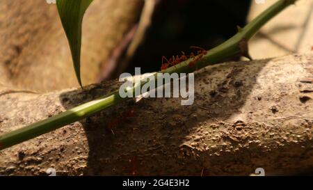 Ein Baumstamm, auf dem die Feuerameisen fahren und die beiden Feuerameisen unter dem Schatten laufen Stockfoto