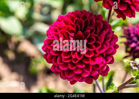 Blumen im Garten. Lila Blüten. Gerberas im Garten. Violette Gerberas. Stockfoto