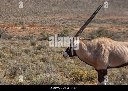 Oryx (Oryx Gazella), Karoo Nature Reserve, Western Cape, Südafrika Stockfoto