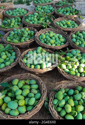 Die besten Mangos im Wort sind aus dem Süden punjab und sindh in pakistan IST EINE Mango eine essbare Steinfrucht, die vom tropischen Baum Mangifera indica produziert wird Stockfoto