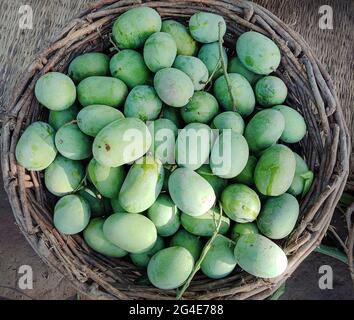 Die besten Mangos im Wort sind aus dem Süden punjab und sindh in pakistan IST EINE Mango eine essbare Steinfrucht, die vom tropischen Baum Mangifera indica produziert wird Stockfoto