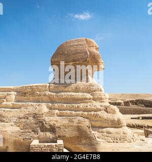 Sphinx Ägypten Porträt. Porträt der Großen Sphinx von Ägypten schließen. Ägypten, Gizeh. Viele Tauben auf dem Kopf der Sphinx. Nahaufnahme des Kopfes der Sphinx Stockfoto