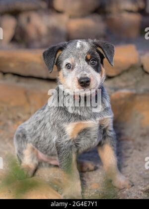 Ein australischer Rinderhund (Blue Heeler), ein vollständiges Porträt mit dem Welpen, der sich hinsetzte und auf die Kamera schaute Stockfoto