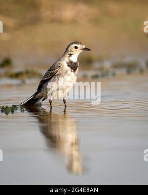 Weiße Bachstelze oder Motacilla Alba Vogelporträt mit Reflexion im Wasser im keoladeo Nationalpark oder bharatpur Vogelschutzgebiet rajasthan indien Stockfoto