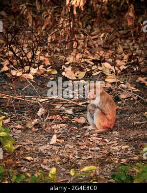 Rhesus macaque oder Macaca Mulatta Affenbaby in der dhikala Zone des jim corbett Nationalparks uttarakhand indien Stockfoto