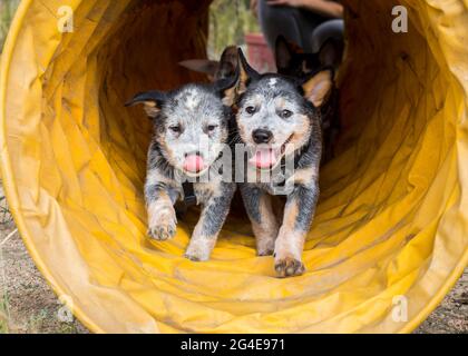 Happy Australian Cattle Dog (Blue Heeler) Welpen laufen durch einen Agility Tunnel und haben Spaß Stockfoto