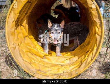 Happy Australian Cattle Dog (Blue Heeler) Welpen laufen durch einen Agility Tunnel und haben Spaß Stockfoto
