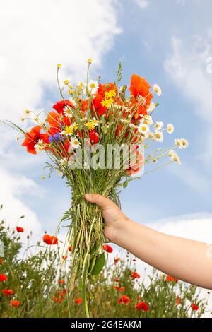 Blumenstrauß: Mohnblumen, Gänseblümchen in der Hand gegen den blauen Himmel. Blumen in der Hand einer Frau Stockfoto