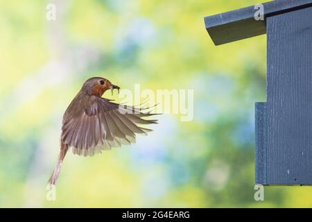 Rotkehlchen, am Nistkasten, Halbhöhle, Halbhöhlenkasten, fliedend, Flug, Flugbild, Erithacus rubecula, Rotkehlchen, Europäischer Rotkehlchen, rotkehlchen, Flug, Stockfoto