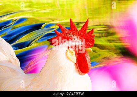 Reflexionen von warmen Abendlicht auf Wasser fließt über das Stauwehr am Auslauf von Grasmere, Lake District, England mit fingerhut im Vordergrund. Stockfoto