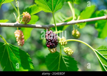 Die reife Maulbeere auf dem Ast mit den Blättern. Köstliche saftige Maulbeerfrucht. Stockfoto
