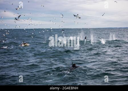 Kapganets (Morus capensis) kreisen in der Luft über einen Köderball und tauchen mit einem Schnorchler im Vordergrund ins Wasser Stockfoto