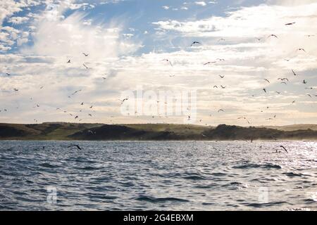 Meereslandschaft mit bewölktem Himmel und Kapgannets (Morus capensis), die in der Luft über einem Köderball kreisen Stockfoto