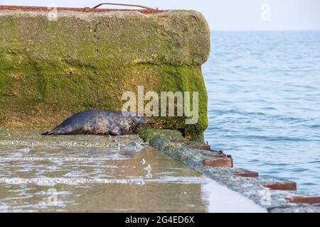 Gemeinsames Siegel. (Phoca vitulina) manchmal bekannt als Hafenrobbe, die sich auf einer Betonstruktur am Strand von Dengemarsh, Kent, England, Großbritannien, sonnt, , Stockfoto