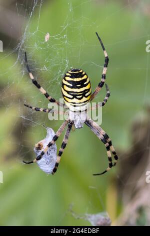 Wesp Spider, Argiope bruennichi, auf seinem Web mit Beute in Silk, Christchurch UK England eingewickelt Stockfoto