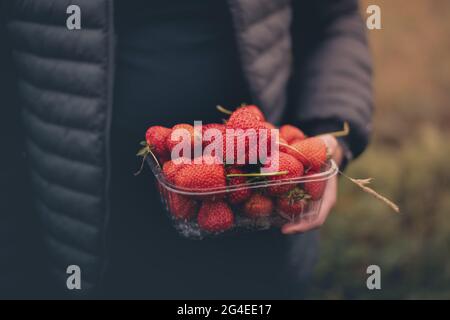 Frisch gepflückte Erdbeeren in einem Punnet in der Hand der Erwachsenen. Nahaufnahme Stockfoto