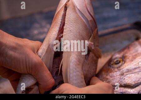 Eine Frau öffnet einen Brassen-Magen, um ihn auf dem Küchentisch zu füllen Stockfoto